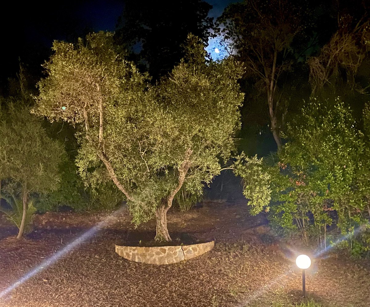 alexiafontana's tweet photo. #Buonanotte dal giardino di #PuntaAla con un romantico ulivo a cuore e una mezza luna curiosa…
#vacanza #Italia #meravigliosa https://t.co/o1EJWgP7H2