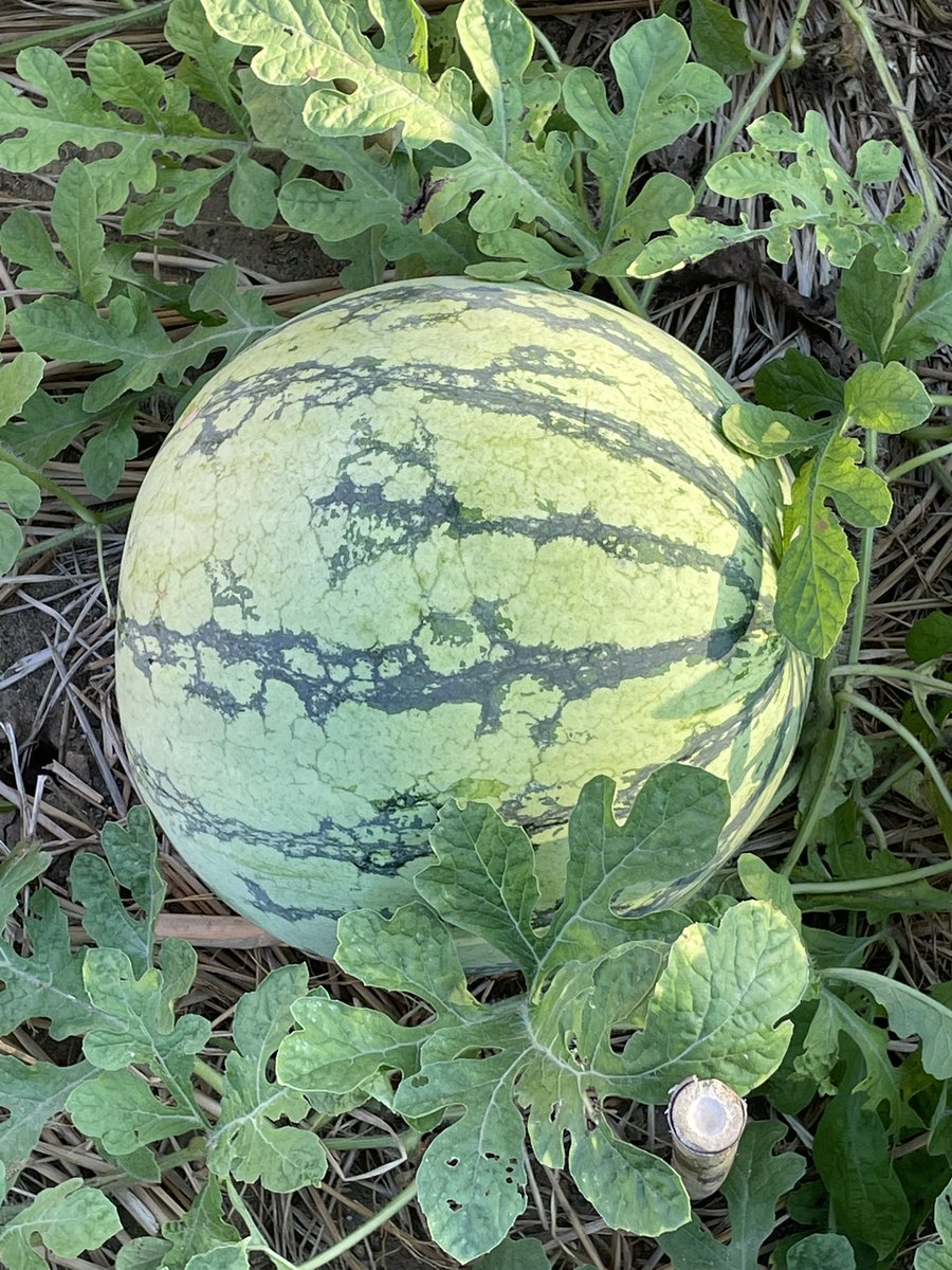 pazukun_LB's tweet photo. 今年から農作業始めてこんな大きな🍉を収穫しちゃい大満足で〜す https://t.co/6jayhmizb1