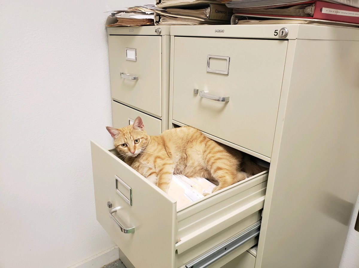 cats with jobs 🛠 (@catworkers) on Twitter photo 