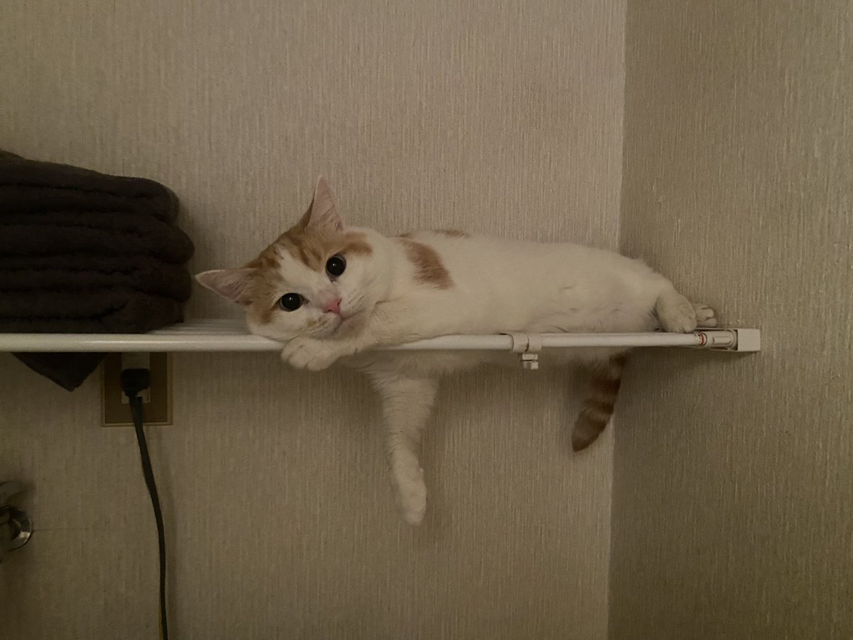 chikuwaroom's tweet photo. いつもかわいい！今だ！てなって何枚も必死に撮る https://t.co/E8FD36u0Vv