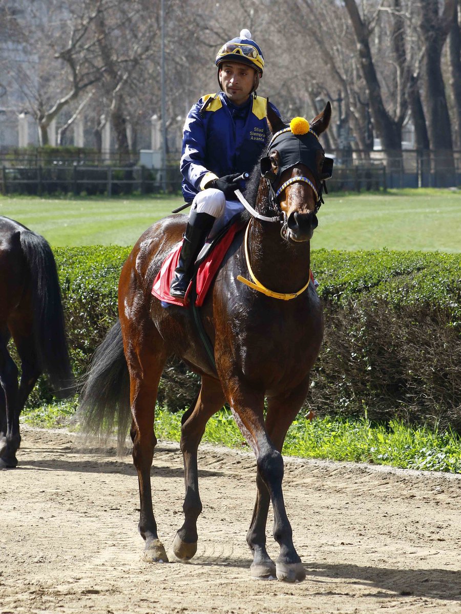 HarasCarioca's tweet photo. Siempre Avante (#Katmai y Silk Kimono), criado en @HarasCarioca, derrotó por ½ cuerpo a Akira Hoshi en un hándicap de 1.000 metros corrido hoy en @ClubHipico_Stgo, logrando así el primer triunfo de su campaña en sólo dos salidas. ¡Felicitaciones a todo el equipo del ganador! 🎉 https://t.co/T3IvWx9D19
