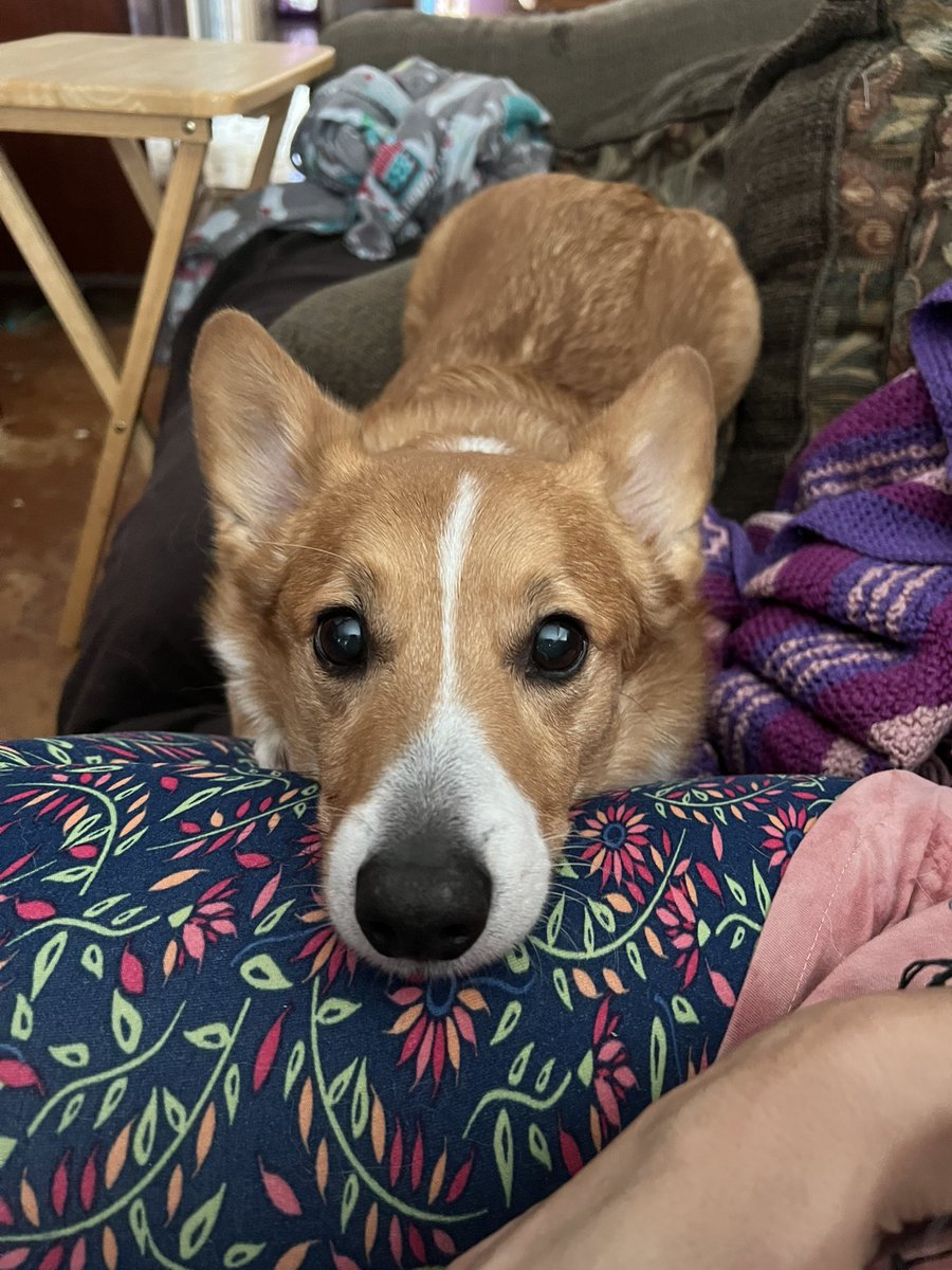 rheubug's tweet photo. @PuppiesIover Thorgi ❤️ https://t.co/PUGcErKrTi