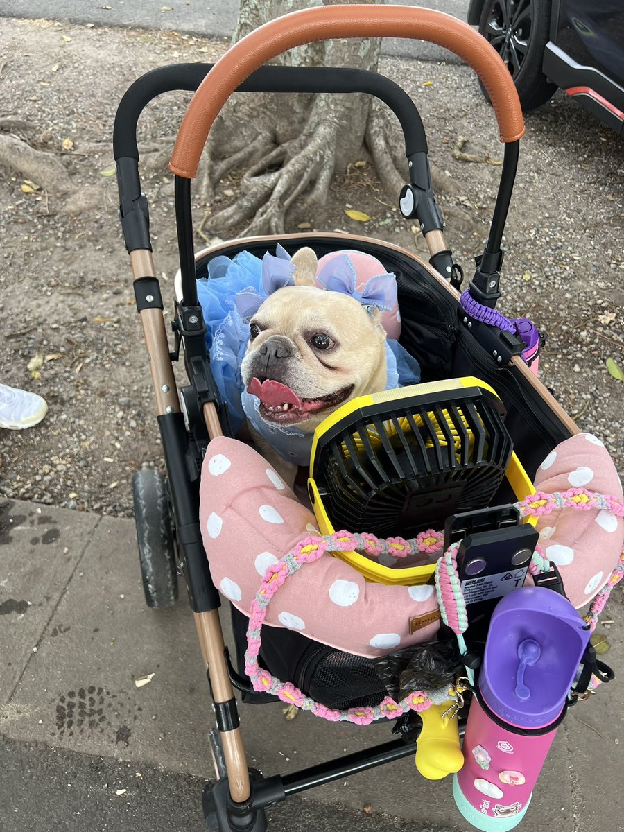 PhoenixBlackNow's tweet image. Day 16: Young couple taking their baby for a stroll. Spotted on morning walk. #100DaysofHappy