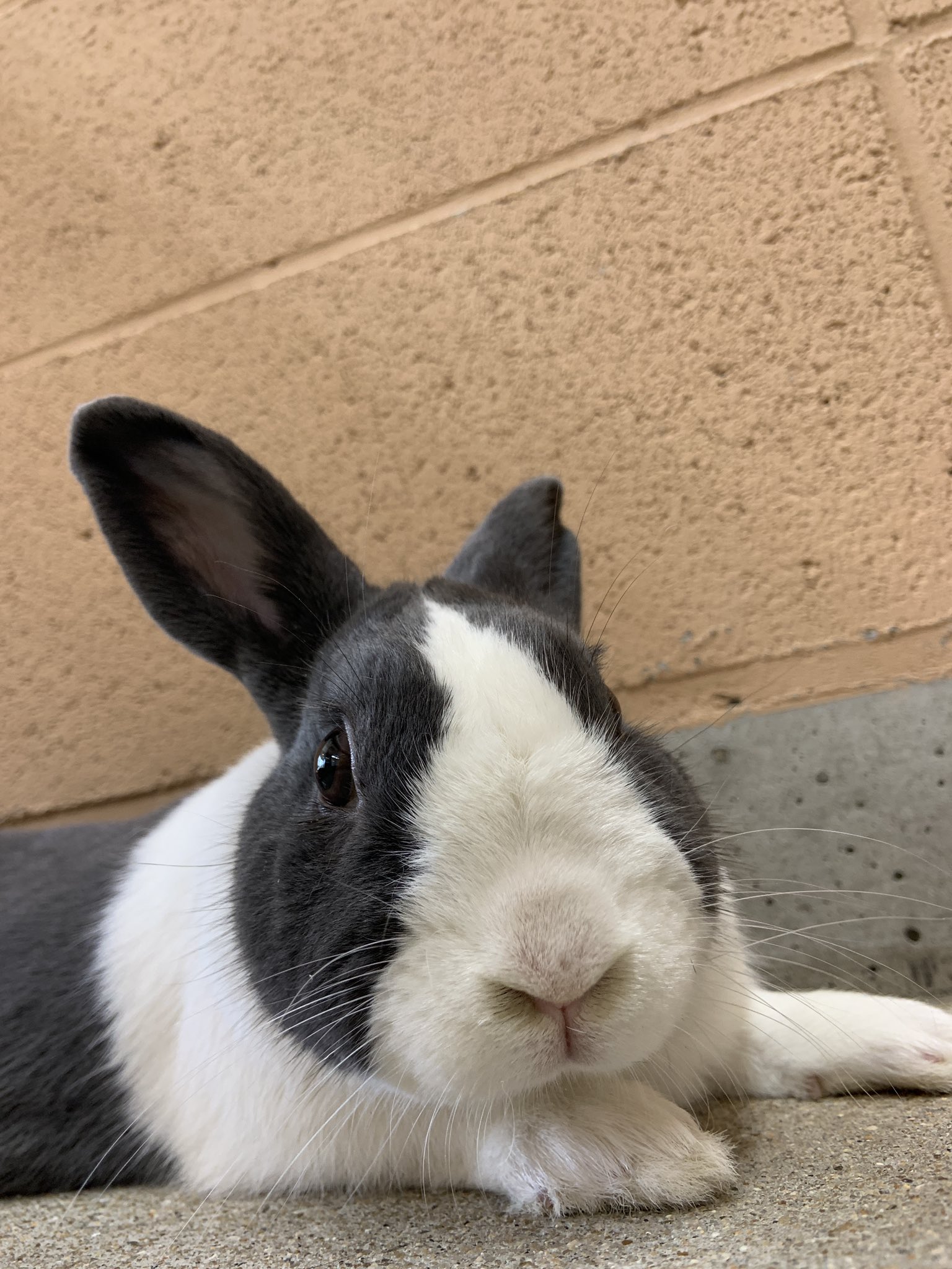 淡路ファームパーク イングランドの丘【公式】 on X: 