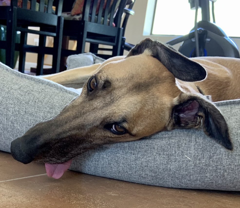 junogreyhound's tweet photo. I'm never leaving the house again https://t.co/Nq7iezbcOR