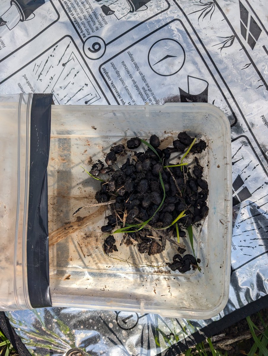merindie1's tweet photo. Black keeled slugs mating this morning.
Becoming active in this paddock. 

Spring sowing #timetogetiton #MetarexInov
@agnovatech https://t.co/nhO6Grzajb