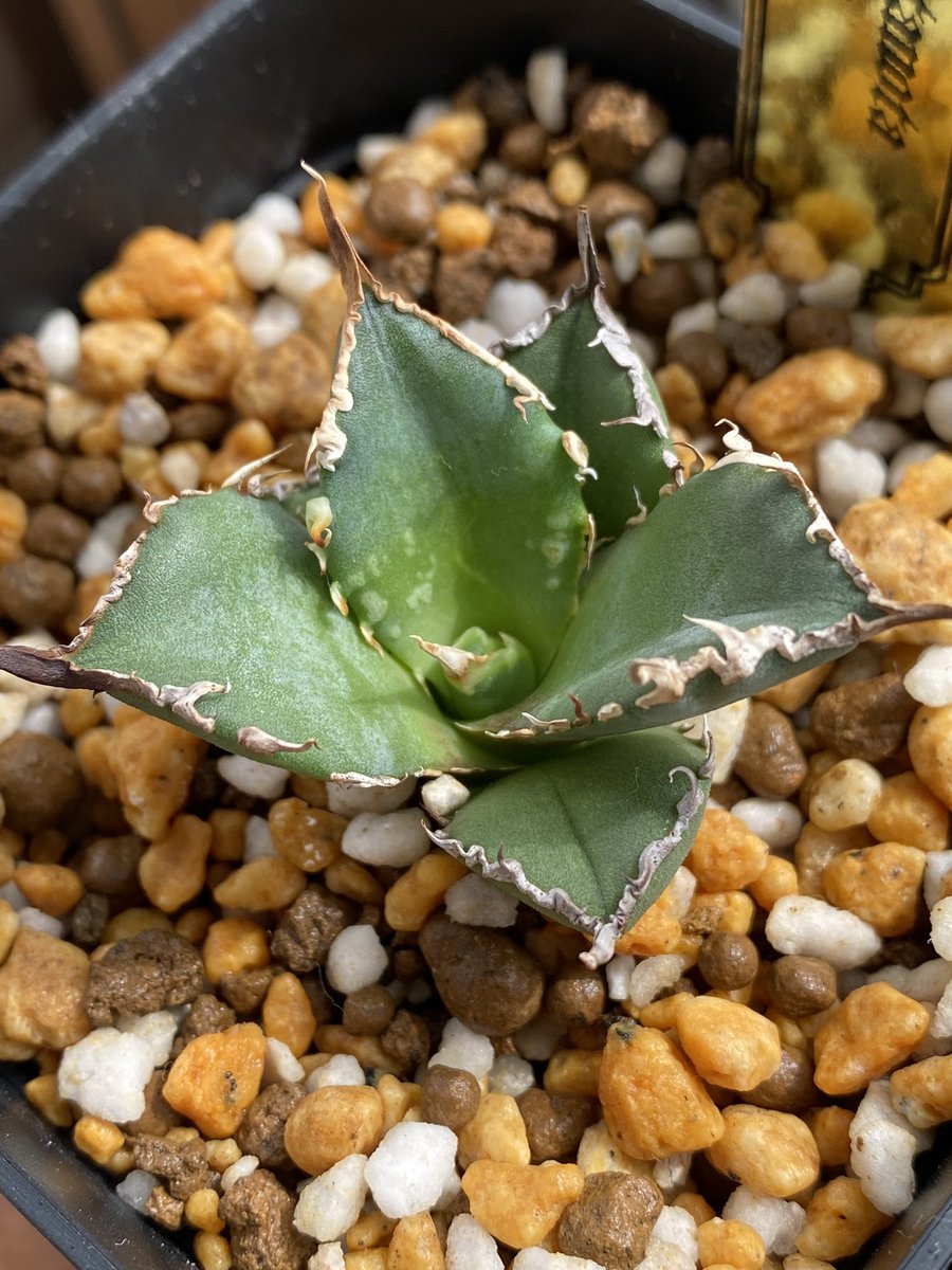 これって虫です？？？？
初めてでわかりません😐