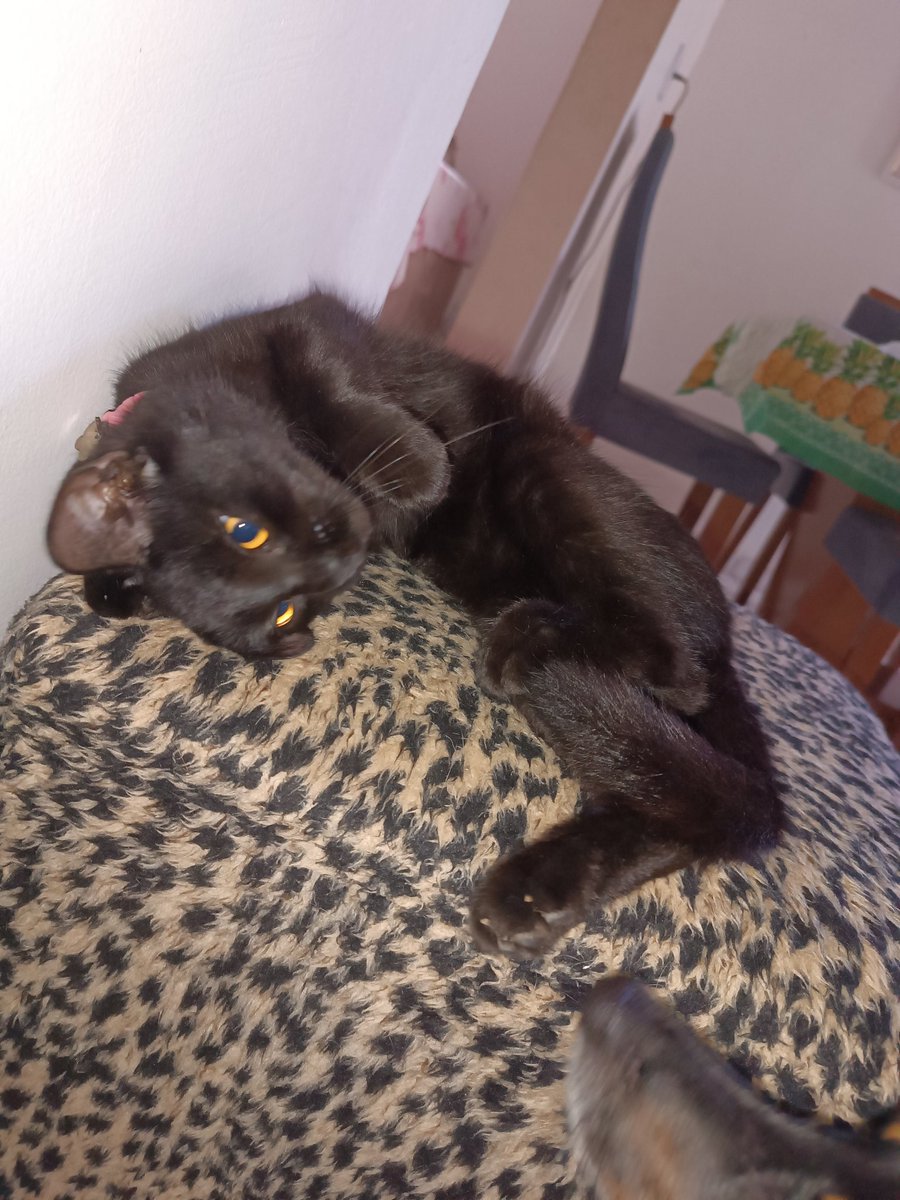 KellyFer69's tweet photo. @teargoo Oi, Salém, seu lindo, eu sou a pantera https://t.co/mvrZYstnBP