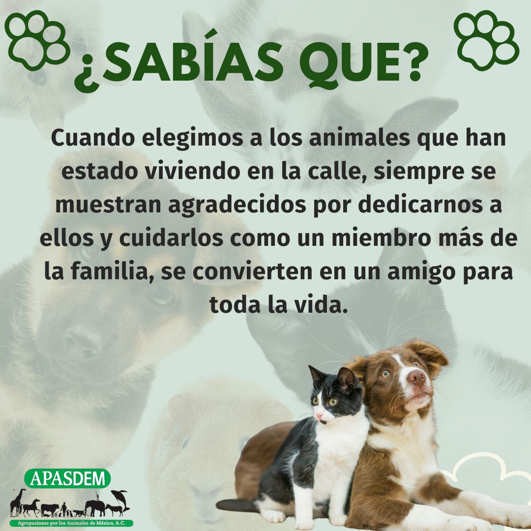APASDEM's tweet photo. ¿Sabías que...? #animales #AdoptaNoCompres Dáles un hogar...#Mexico #Latinoamérica #Espana #perros #gatos #apasdem https://t.co/MNB1Ezh0XR