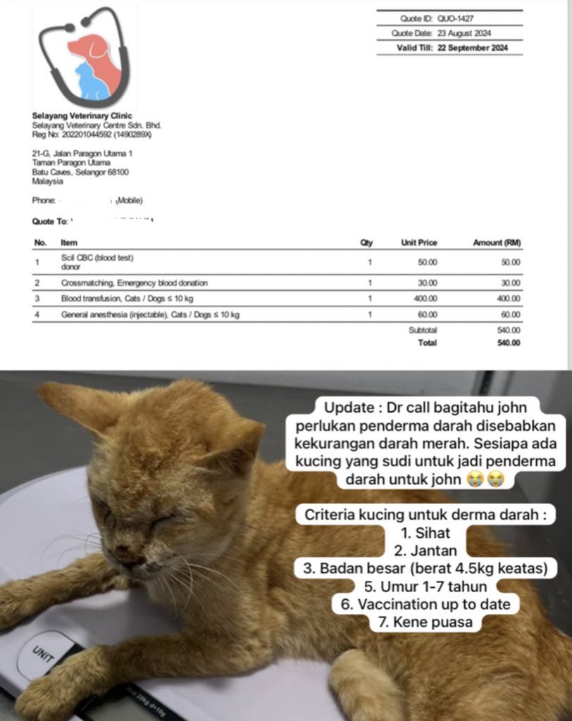 cats_rehome's tweet photo. Blood donater needed

nak mintak tolong inform memerlukan penderma darah untuk john😭 sbb keputusan darah dia harini 11%

01110196272 - Haikal https://t.co/A3y9GouHCB