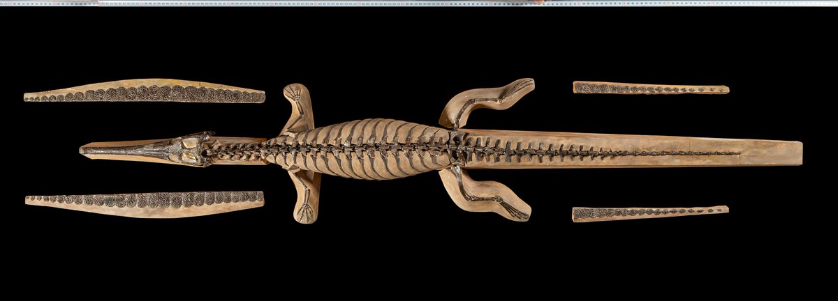 AnatRecord's tweet photo. Paleophysiology offers insights into Pelagosaurus typus. It was amphibious, basked on land &amp; hunted in shallow waters w/high metabolic rate, but not endothermic. Likely used slow, sustained swimming or ambush tactics similar to modern gharials.
Cubo et al: https://t.co/PkdvBatR1V https://t.co/JEGtXRQfPh