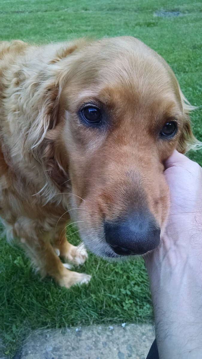 DeskSetDina's tweet image. Dina once asked me who my adorable friend was referring to my dog in a picture. We talked for 2 hours about animals. Dina was an animal lover. She asked me to send her a picture of my dog. This is what I sent. He passed 2 days ago. I know Dina is looking out for him #DinaMerrill