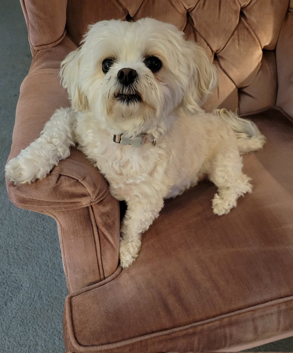 tabrocks74's tweet photo. When your dog looks like she's about to start a serious conversation https://t.co/WISRpcL3zI