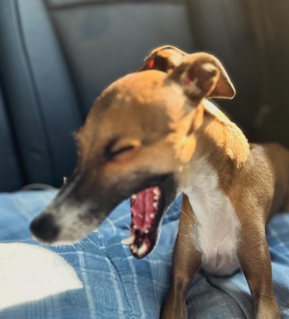 Loganolio tweet media