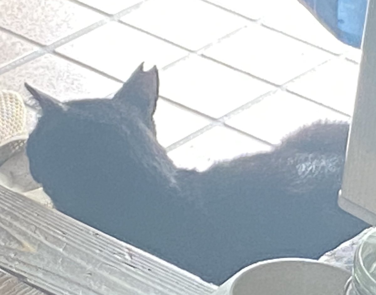 本日も朝寝中🤣🐈‍⬛
本日は、白保の日曜市✨
マックスバリュやいま店でも何かするよねぇ✨✨