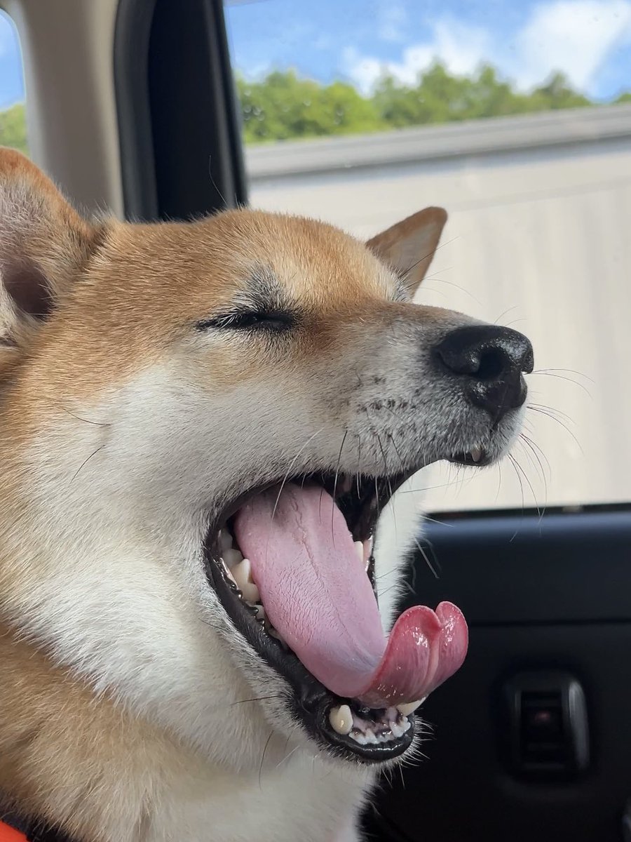 fufufufufu_ta's tweet photo. 犬のあくび https://t.co/lkzF4yl6sS