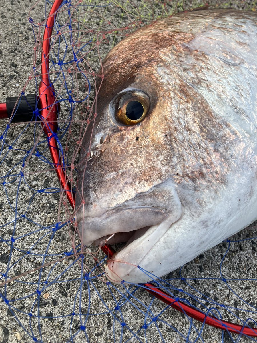 atsuma666's tweet photo. 夏の最高の思い出に
多分もう無いと思う。
かぶせ、初タイ80

魚拓取れなかった😢
ファイトやばかった。
怠けず昨日ケプラー作っといて
良かった。
タモ入れやばかった。
足震えた… https://t.co/FWYwJK4XiK