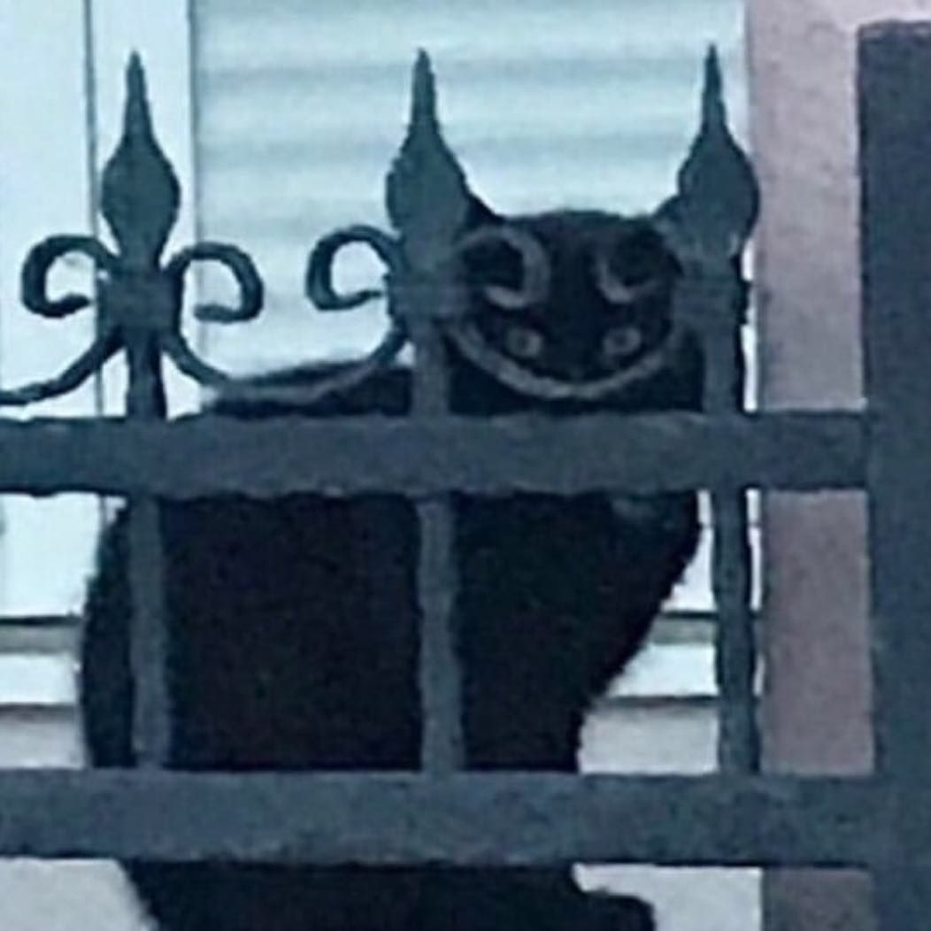 Why you should have a cat (@shouldhavecat) on Twitter photo 