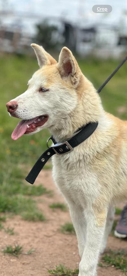 NewsSanmiguel's tweet photo. #PETS Come to #ControlCanino and meet GOLDIE.
This sweet girl was abandoned, like so many Huskies in #sanmigueldeallende 😔
She is super smart and wants to please.
She’s young, so she has lots of energy and loves to play❤️1-2 years old
Please help her find a loving home. https://t.co/36NGAKiCjo