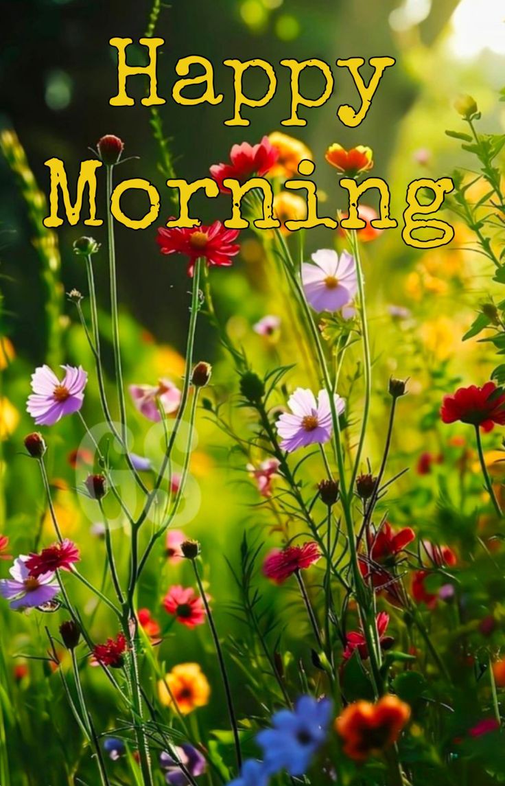 🙋🏻🌅☕....Good morning 
Have a blessed Sunday...🙏🏻💐🤗