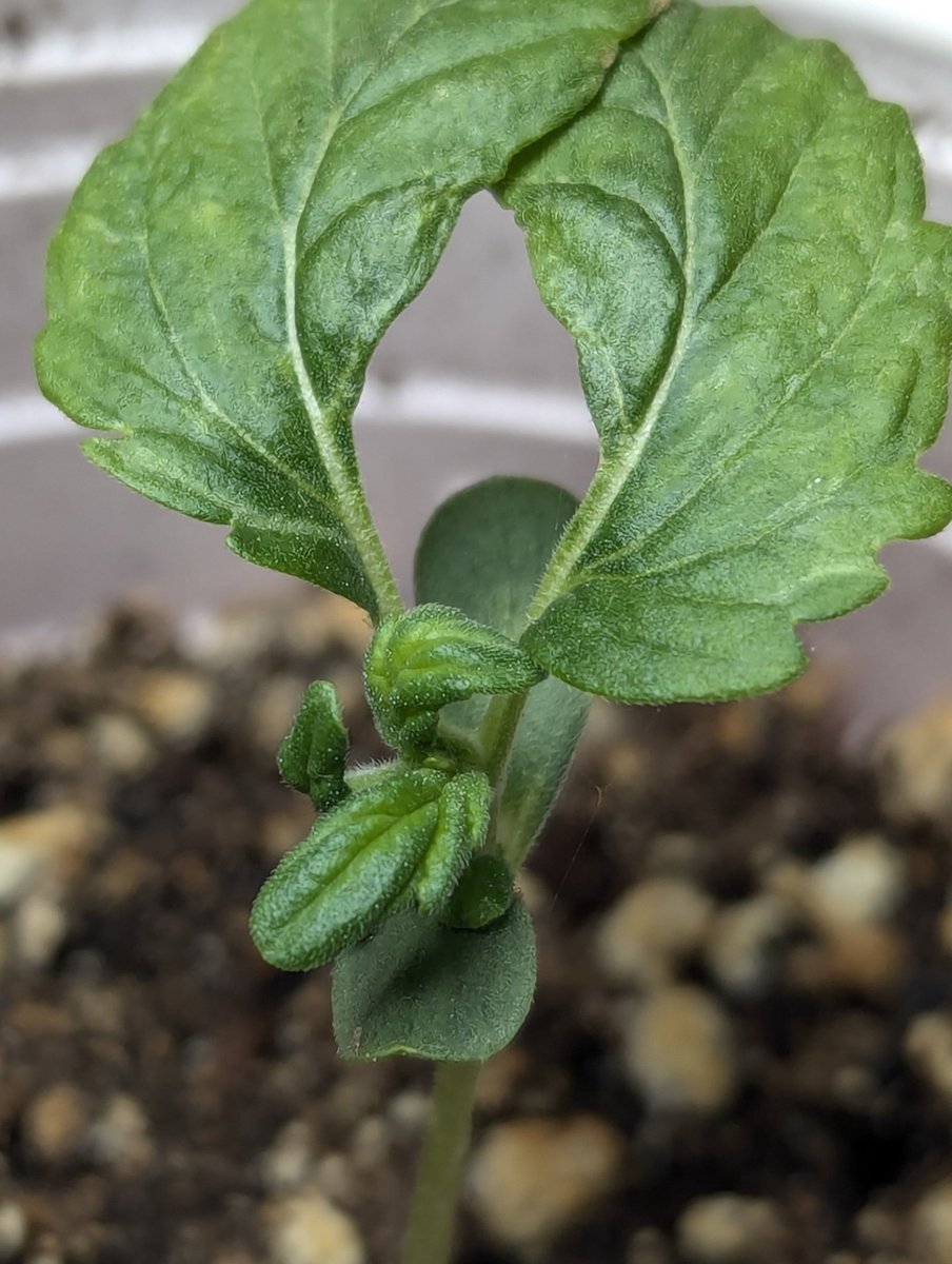 I never cull the wonky ones. They are my favorite to watch 💚