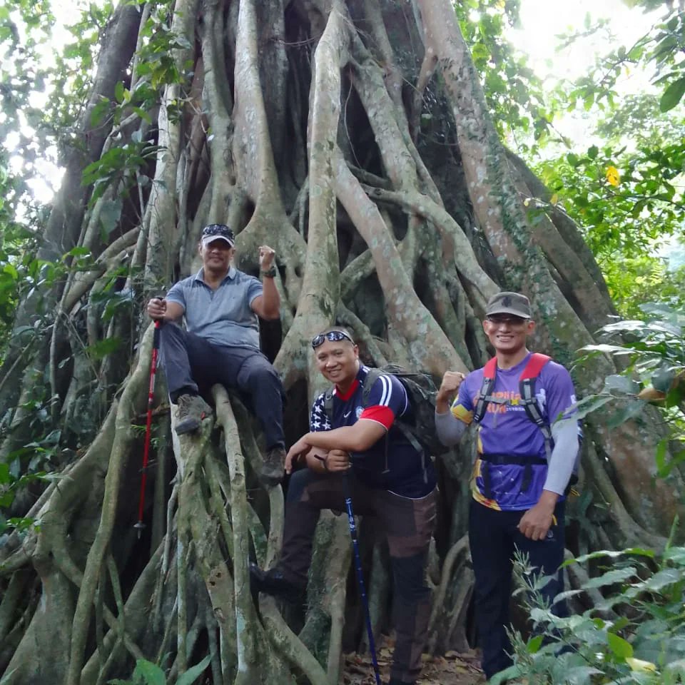 Pohon akar seribu...