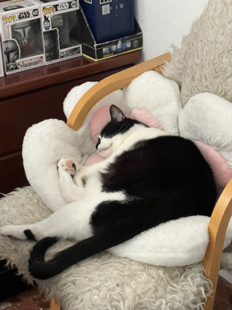 H_Ferris's tweet photo. Ojalá dormir así. 😻 https://t.co/BvNmp4rBtQ