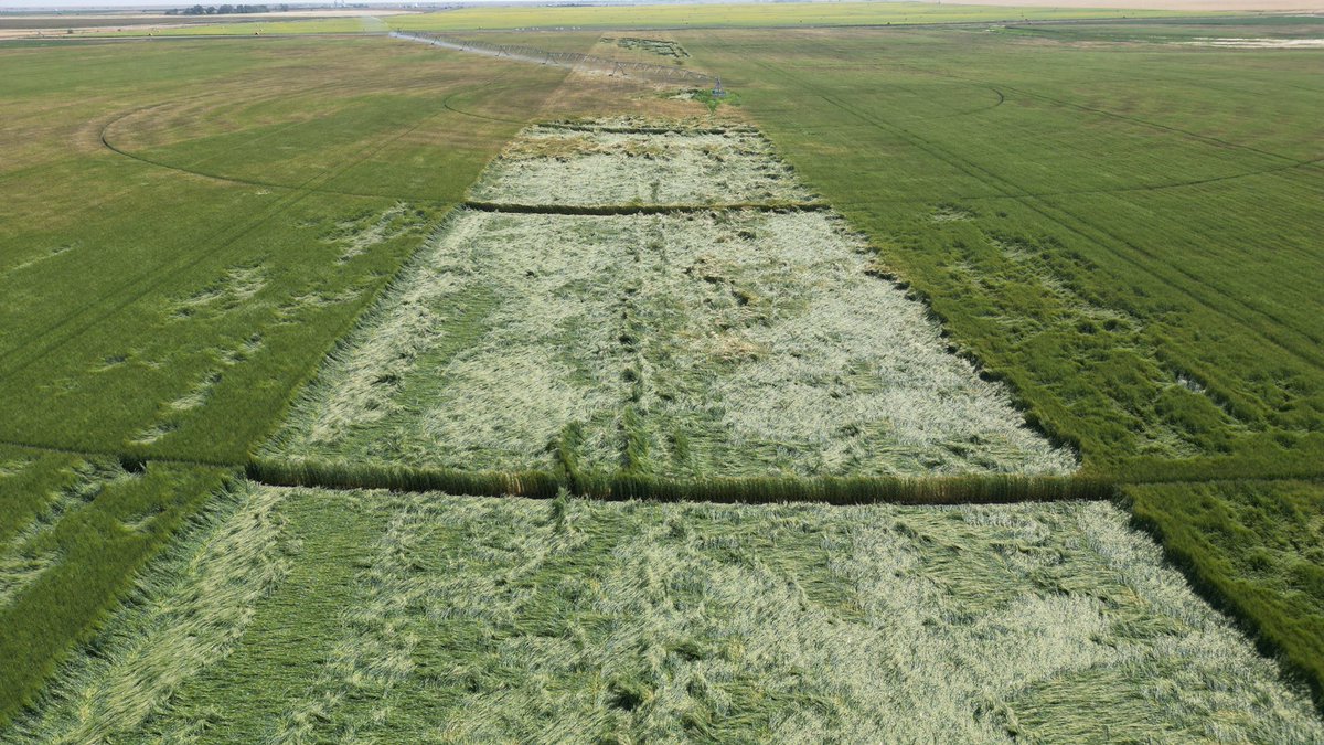 Michel Camps (@cpfarmsltd) on Twitter photo @BantrySeedman <a href="/DwayneMihalicz/">Big D Outdoors</a> I wasn’t a PGR believer either until a power issue kept me from moving a pivot for my manipulator pass. It was almost double yield where it was standing and a lot more fun to cut (durum) @BantrySeedman <a href="/DwayneMihalicz/">Big D Outdoors</a> I wasn’t a PGR believer either until a power issue kept me from moving a pivot for my manipulator pass. It was almost double yield where it was standing and a lot more fun to cut (durum)