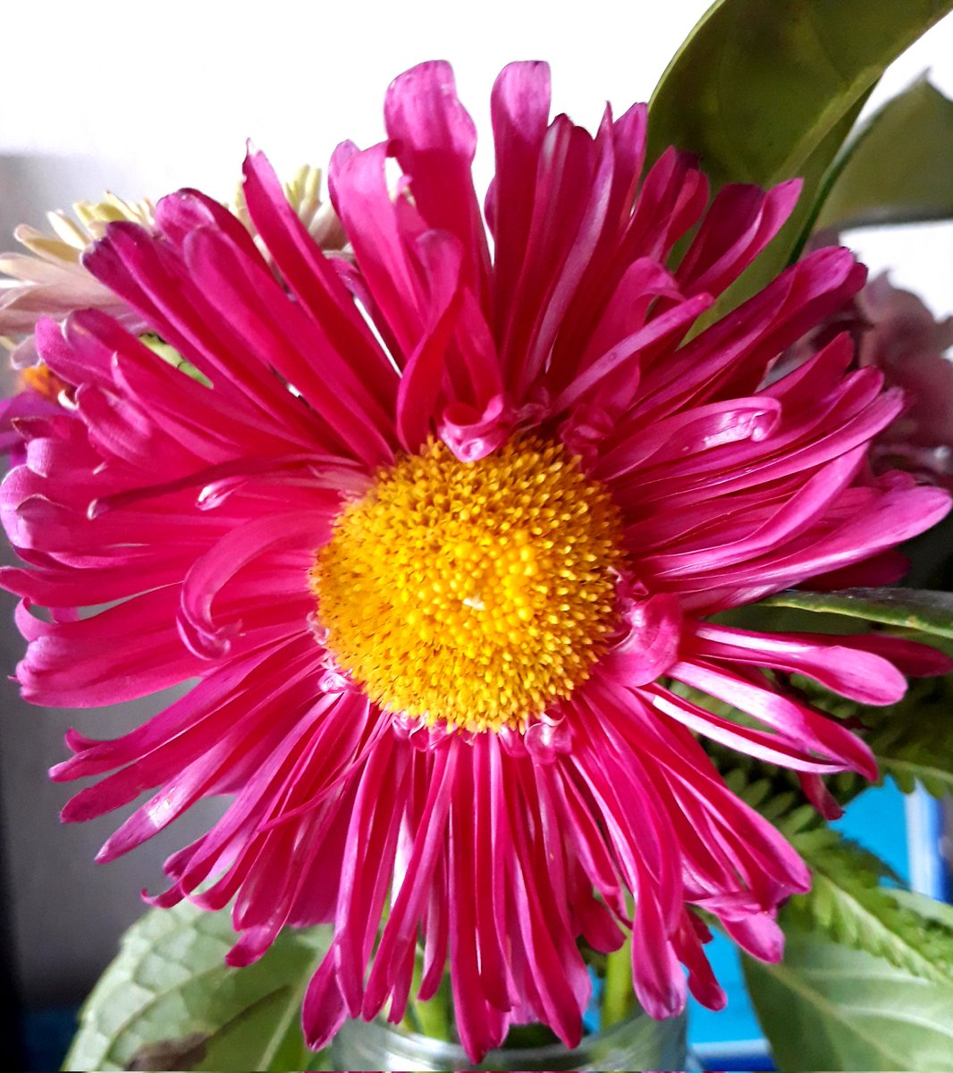 Habt einen schönen Sonntag 🌸
#Flowers #NaturePhotography #flowerphotography #nature