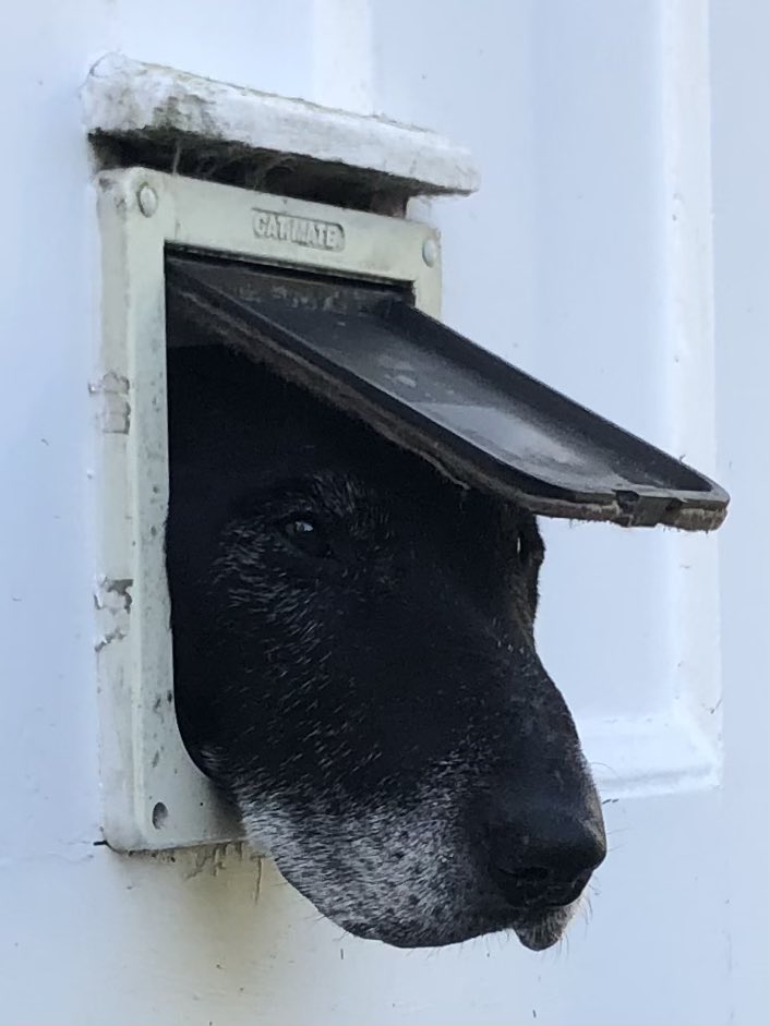 LissaKEvans's tweet photo. We are staying in a house with a convenient flap through which an elderly gentleman can take the air…. https://t.co/ejhpAyNnAY