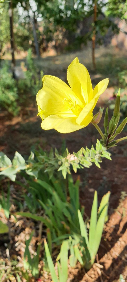 #8Yıl 2562. Gün 

"Bir dağın zirvesi diğer dağın eteğidir. Tırmanmaya devam et." 

#SağlıklıYaşamYürüyüşü'müzün kesintisiz 8. yılının ilk pazarında, 2562. gününü #Adana #Pozantı #Yenikonacık Yaylası'nda yürüdük. 
#Yürüyüş #Sağlık
#Pazar