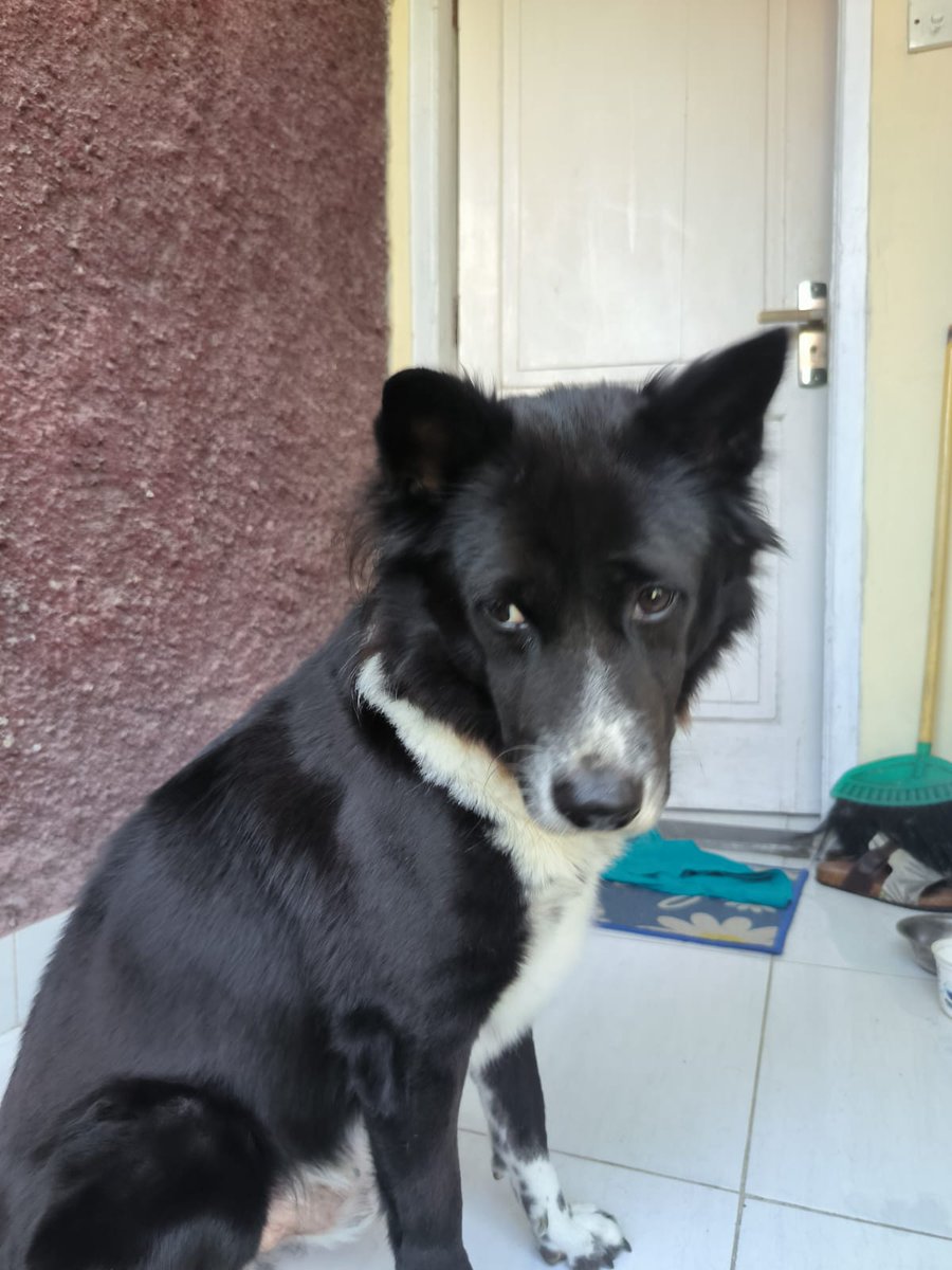 ejaaaanjay's tweet photo. guys siapapun yang kehilangan anjingnya di daerah denpasar, kesiman bali. dia baru aja dateng ke daerah kost ku 1 minggu lalu, kutungguin siapa tau ada yang punya. kayanya jenis collie dan ada yg punya sblmnya soalnya udh ke latih gt

tolong bantu up 
#anjingilang #help https://t.co/6qXpNcRX5K