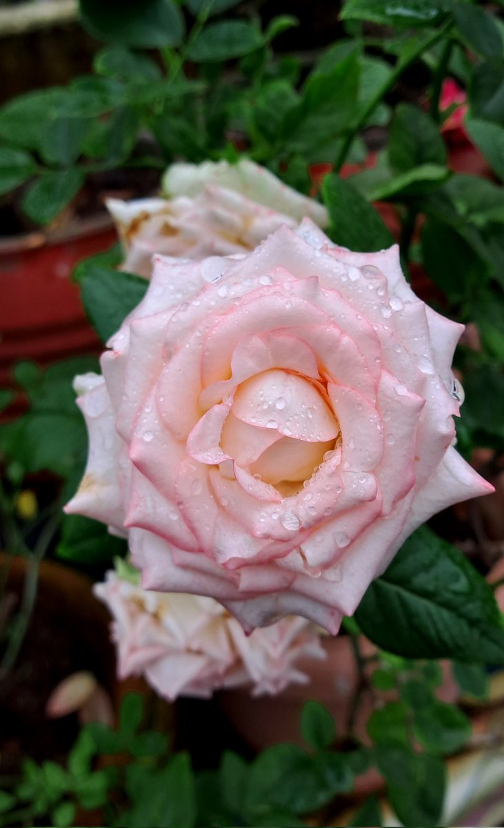 पूछे कोई उससे के दुख है या खुशी है
जाने क्यों बूंद कोई बारिश की पत्तों पे रुकी है.. 🌿🌱🌿🌧️