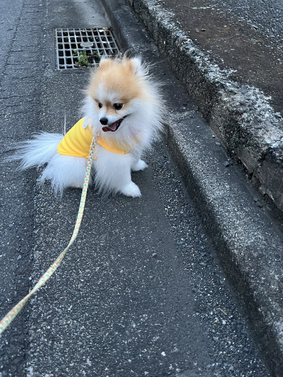 chapacochan's tweet photo. お散歩拒否犬
立ち往生してたら蚊に刺された😭

#犬のいる暮らし https://t.co/RtIl3sYoYQ