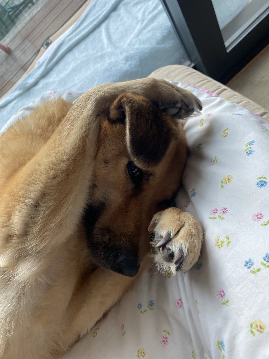 hilarystephens's tweet photo. Nellie says “hi” - peekaboo #dogsofx #Dogs #yvrdogs #dogsarethebest #rescuedogs https://t.co/3J6YO8ISm2