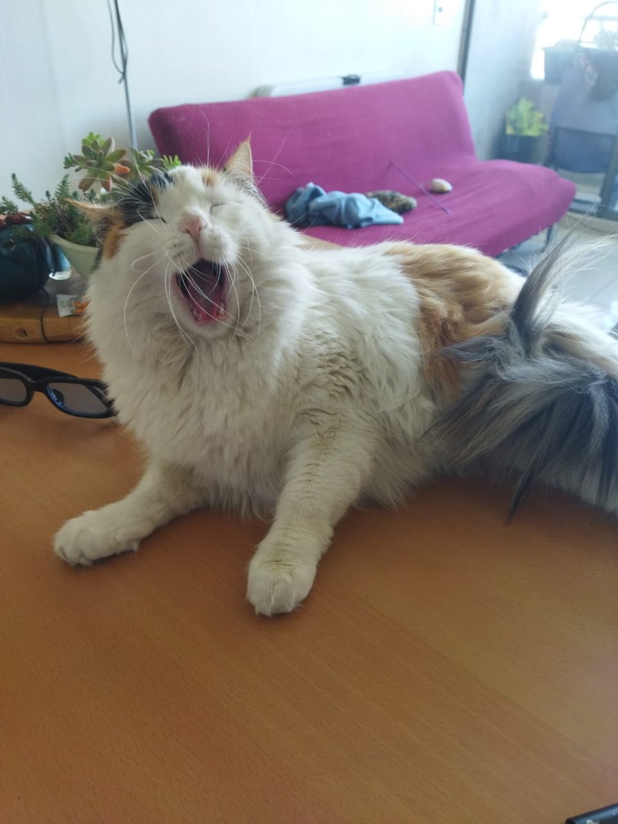 kojandapra's tweet photo. @twaniimals https://t.co/qraOTrvJaK