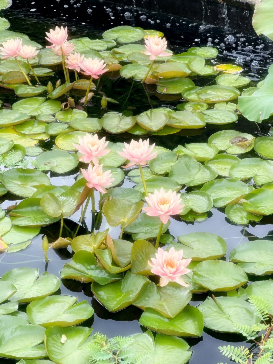 zb1note's tweet image. ⋆𐙚₊˚⊹♡ hii i’m min i’m not new to #studytwt #archivetwt but i’m looking for more moots! 🧸🎀

♡ ‘04 , 3rd yr nursing student
♡ any pronouns, based in cst
♡ likes: k-pop, sweet treats &amp;amp; calico critters

♡ / ↻ to be moots! ^~^