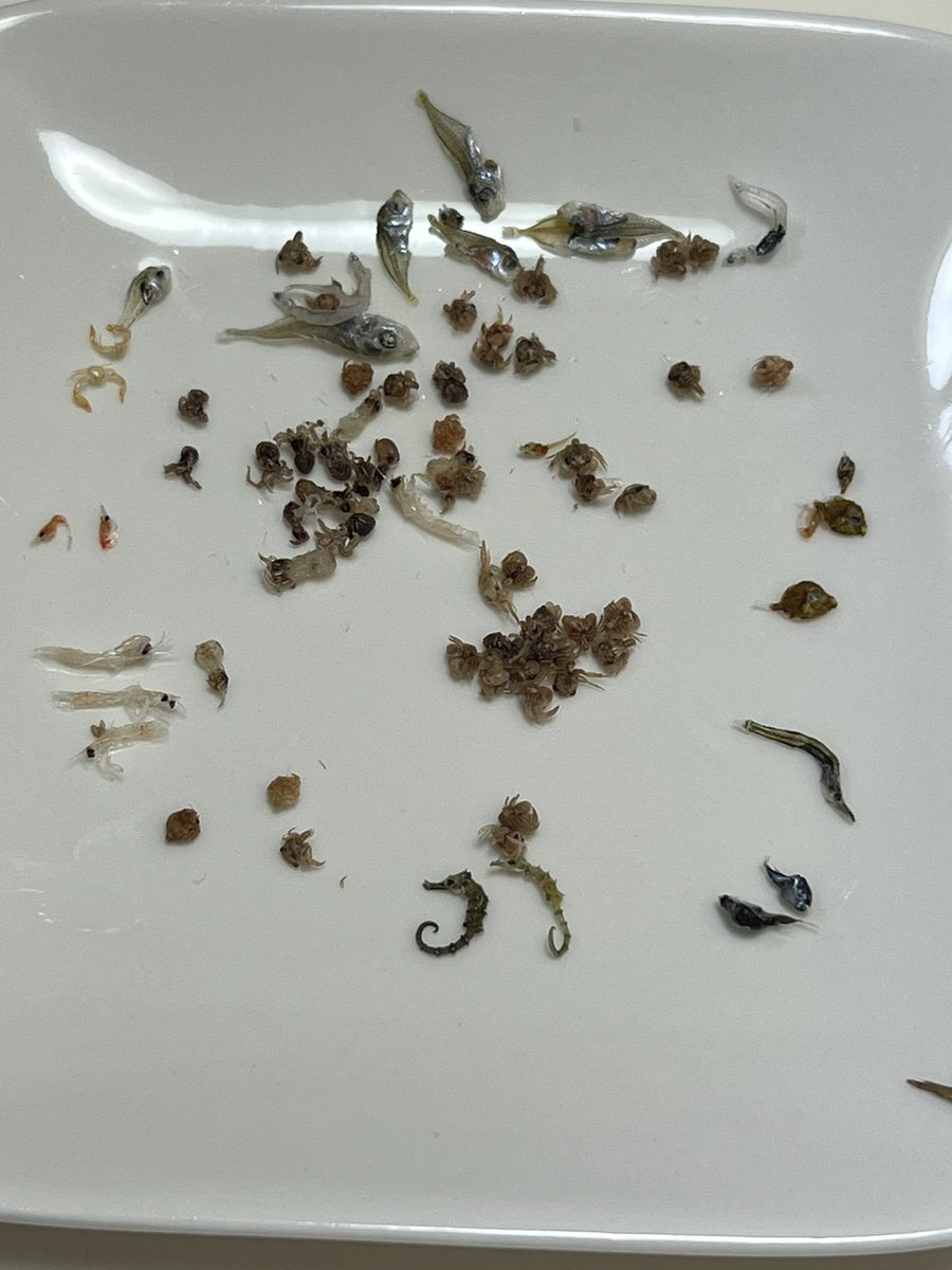 KinugasA_'s tweet photo. 妻と息子が、業◯スーパーでちりめん買ってきたんやけど、ちりめん以外の生物が大量…で木片入ってたばかりでなく、「フグ」みたいなやつ入ってるんですが、これ大丈夫なのか誰か詳しい方教えてください。。 https://t.co/wmLEe01hXQ