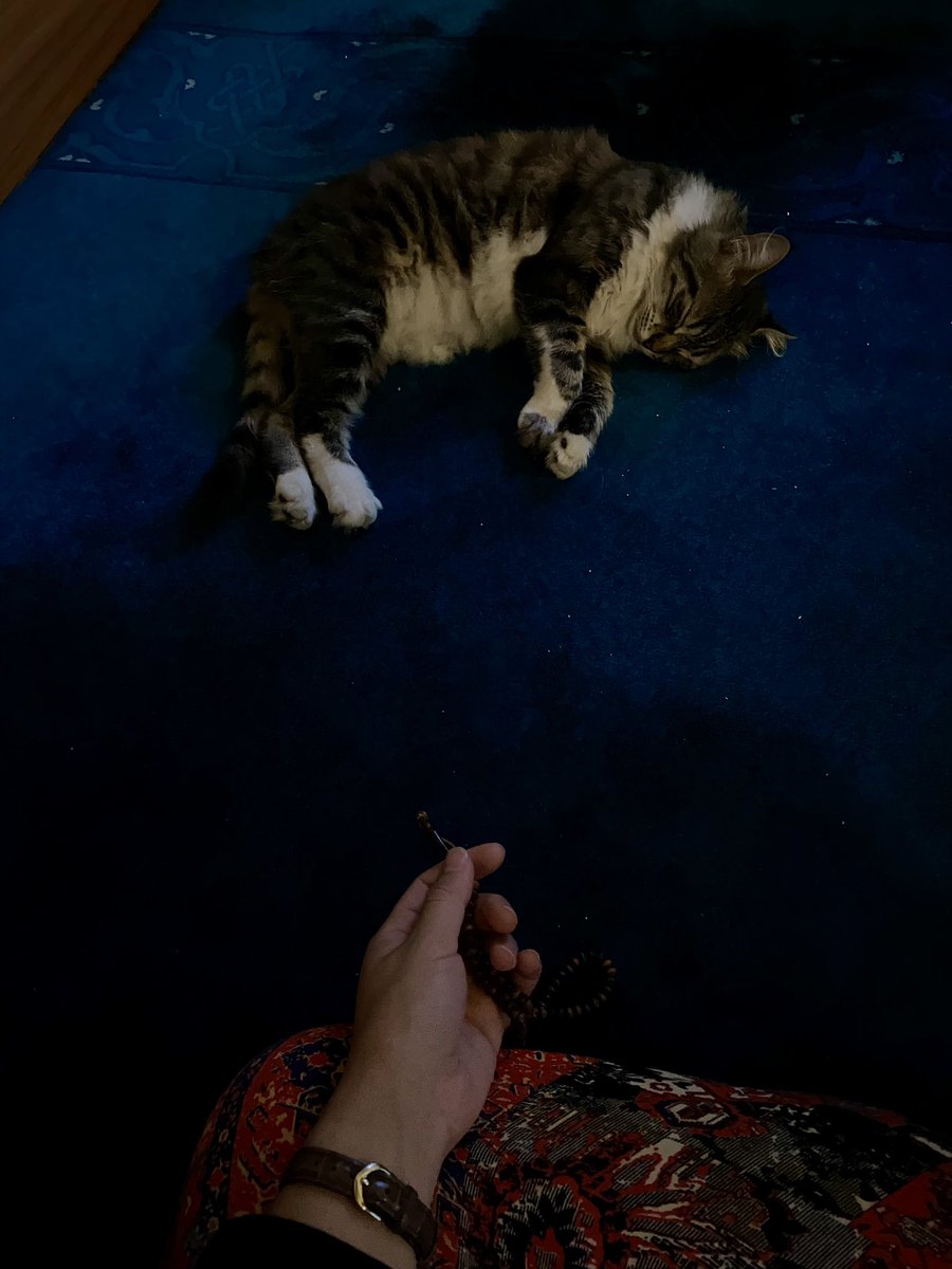 her secdede acaba kafama atlar mı telaşı yaşatmasa  iyi kedi aslında