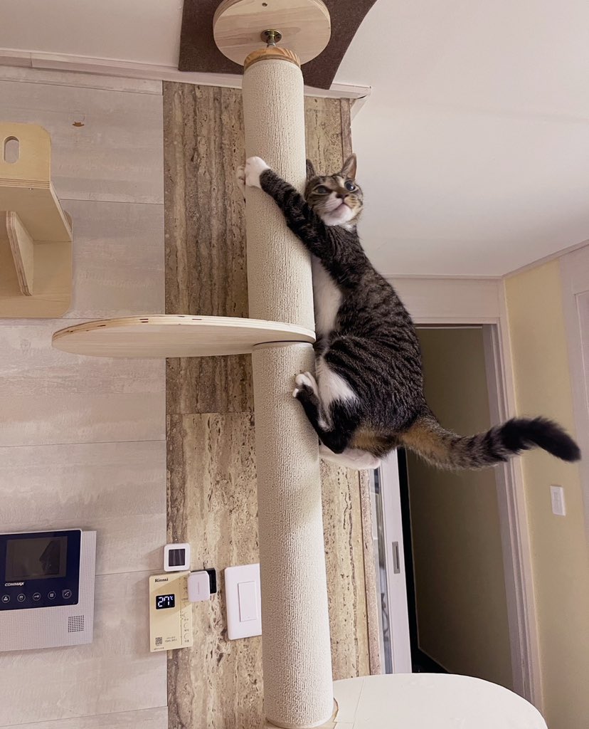 새 카펫이 많이 좋은 밭두