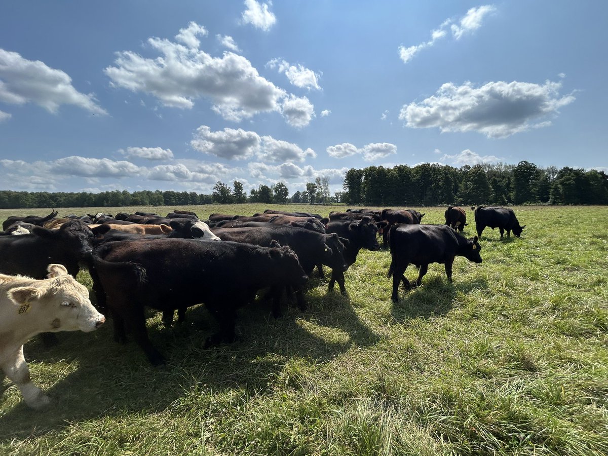 75 front end black steers selling this Tuesday at Keady Livestock Market. Western Cattle, straight off grass and ready for the feedlot…. The chars are selling later and ignored my requests to stay out of the pictures.