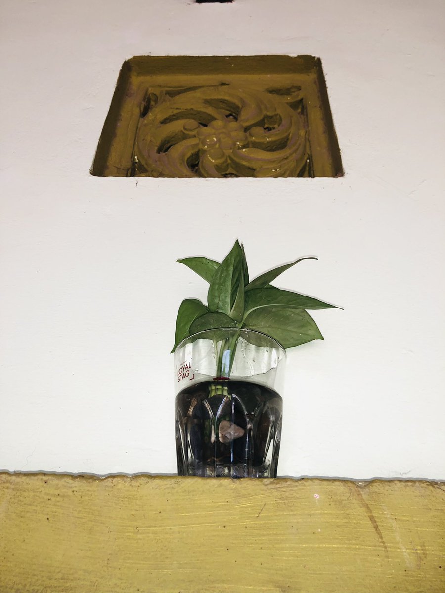 montysunilbissu's tweet image. #moneyplant #MoneyMatters