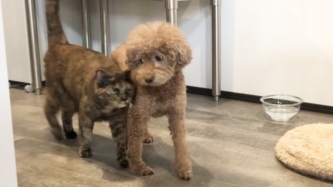 matsugorookoku's tweet photo. 猫に好かれすぎていつも困っているワンコの日常 https://t.co/zSG3zYEtAh