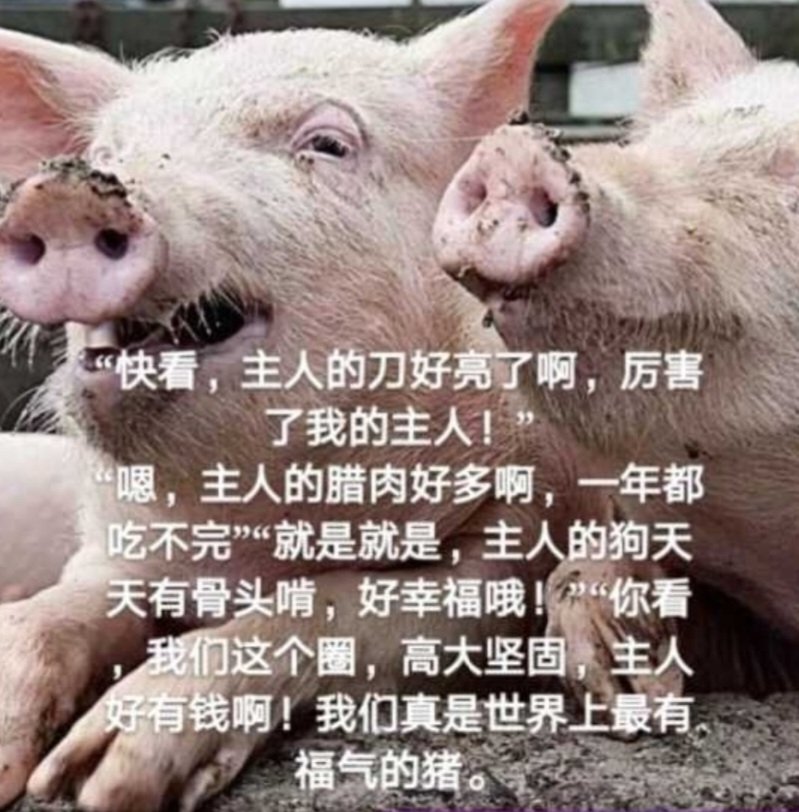 dbdbdb41722103's tweet photo. @whyyoutouzhele 恶犬见老主人受辱 替老主人鸣不平，反被新主子训斥不懂事，只有温顺的狗才配享有骨头。 https://t.co/g1xSPQpXNH