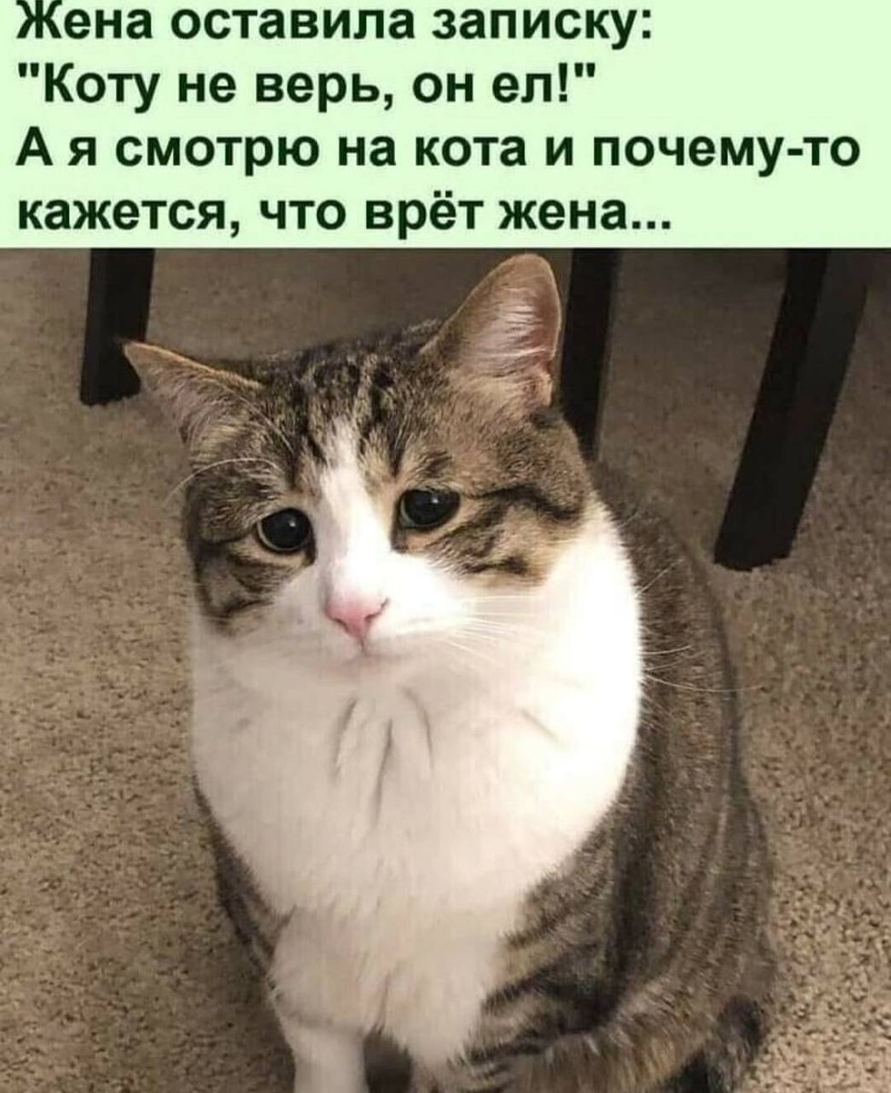 zhivotnieluchse's tweet photo. )) https://t.co/IGTUTo14SK