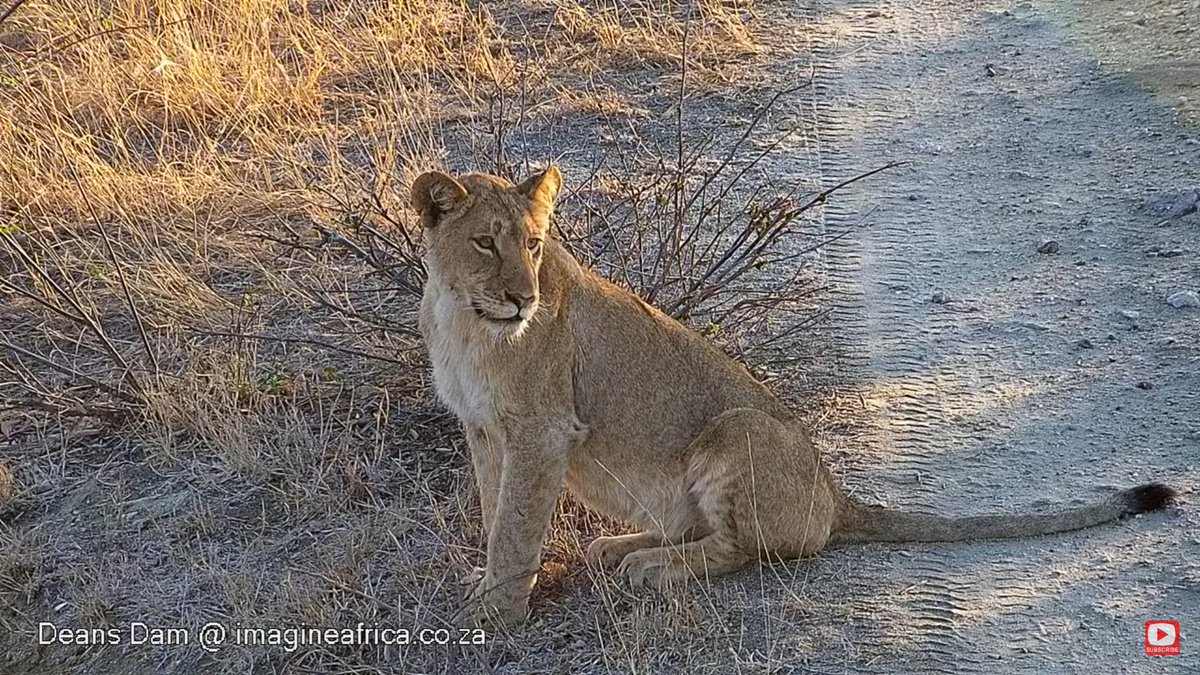prox4u's tweet photo. #wildearth a group with young lions just caught on the deans dam cam https://t.co/nIoqNC7ji3