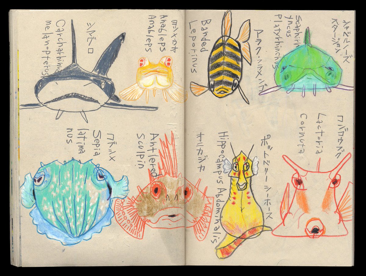 スケッチ忘備録 42
https://t.co/9JzLFBADsY
魚を正面から描くスケッチが好き。
このスケッチは忍耐と想像がキモです。
ゆったり泳ぐ魚はともかく、
ビュンビュン泳ぐ魚はほぼ横を向いている。
なかなか正面を向いてくれない。
故にコッチに来て、ターンする瞬間を積み重ねます。