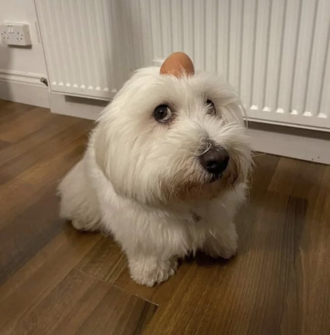 Twizzwald tweet media