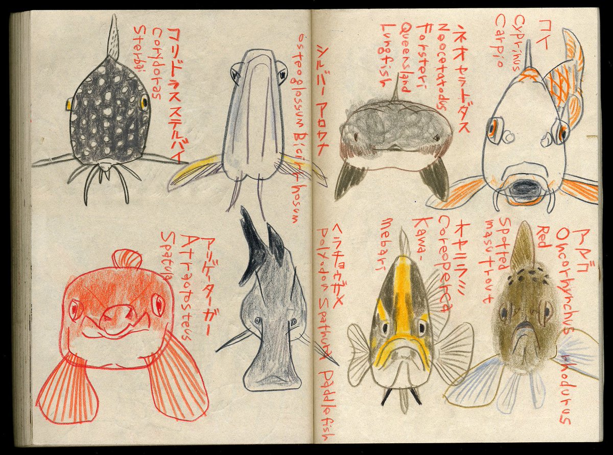 スケッチ忘備録 42
https://t.co/9JzLFBADsY
魚を正面から描くスケッチが好き。
このスケッチは忍耐と想像がキモです。
ゆったり泳ぐ魚はともかく、
ビュンビュン泳ぐ魚はほぼ横を向いている。
なかなか正面を向いてくれない。
故にコッチに来て、ターンする瞬間を積み重ねます。