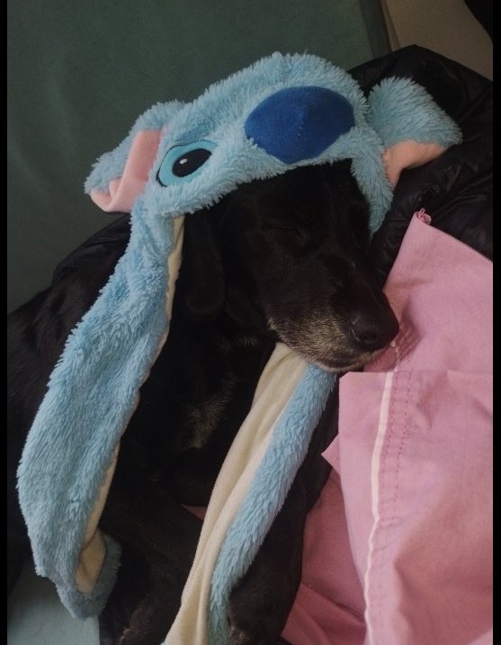 sheeismel's tweet photo. @twaniimals Mi gordito❤️‍🩹 https://t.co/SI5uqqhFY2